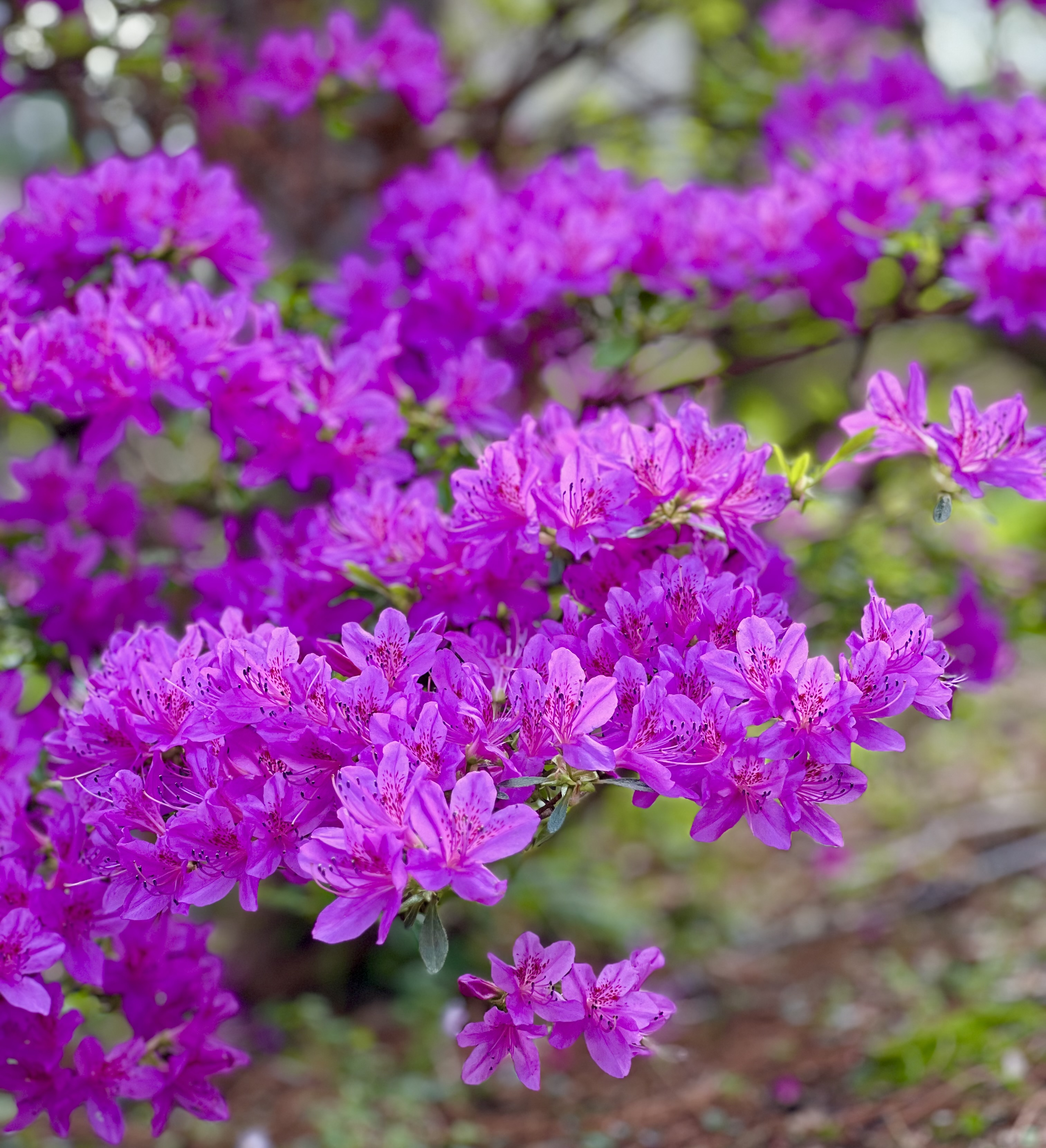 Beautiful blooming azaleas photo ©️ 2024 Jenny L Hodgins